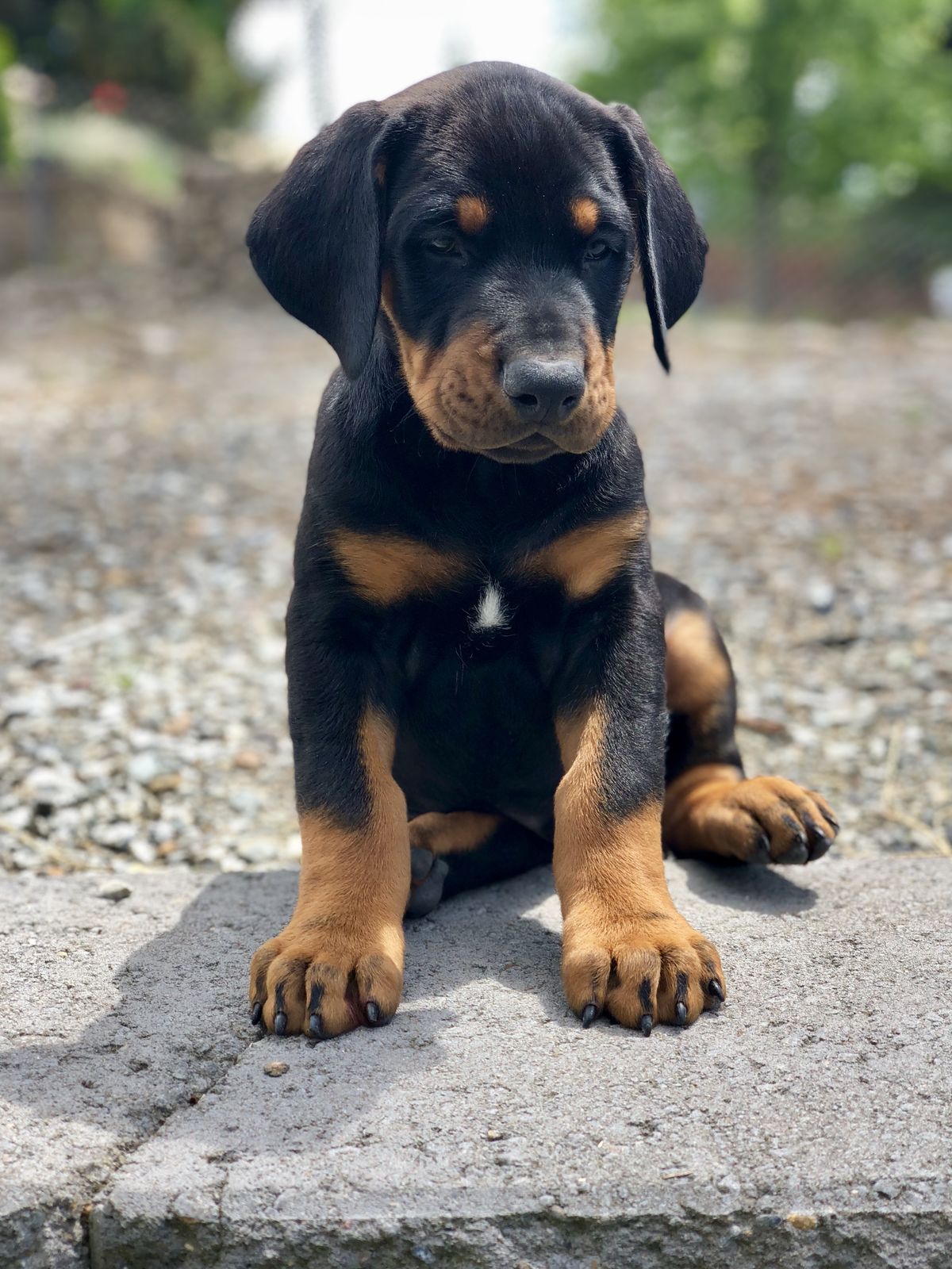 Premium Doberman